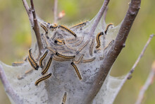 Eastern Tent Caterpillar (Malacosoma Americanum)
