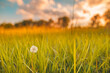Wild grass with dandelions in the mountains at sunset. Macro image, shallow depth of field. Relaxing summer nature background. 