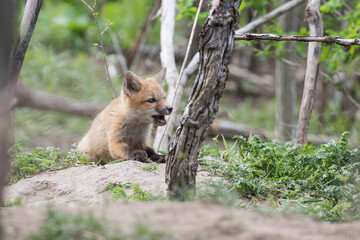 Canvas Print - Cute Baby red fox in spring