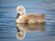 Beautiful baby cygnet mute swan chicks fluffy grey and white in blue lake water with reflection in river. Springtime new born wild swans birds in pond. 