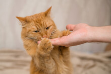 A Red Cat Eats From A Man's Hand. Training, Training The Cat In Teams. Smart Pet