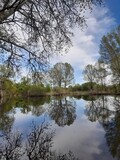Fototapeta Krajobraz - reflection of trees in the water