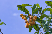 Close-up Of A Branch With Medlars With The Blue Sky In The Background