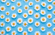 © Lesya - Flowers composition. Chamomile flowers on blue background. Spring, summer concept. Flat lay, top view. Beautiful flower pattern. Closeup.