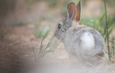 Wall Mural - Cottontail