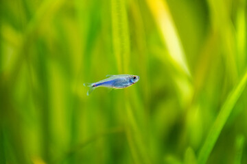 Canvas Print - Blue Tetra ( Boehlkea fredcochui ) isolated in a fish tank