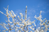 Fototapeta  - Branches Cherry With Flowers In Sunny Day In Garden In Springtime Close Up.