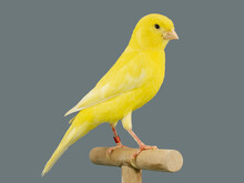 Yellow Canary Bird Perched In Softbox