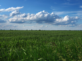 Poster - Green fresh grass under blue sky with cloud in summer day. Landscape view of green grass on slope with blue sky and clouds background. Field on a background.