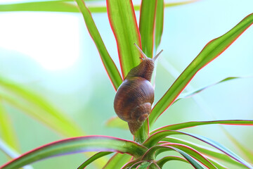 One snail crawling up the dracaena leaves