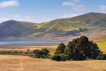 Santa Maria, CA, USA - May 21, 2021: Brown Dried Ranch Land And Green Yellowish Hills With Dark Green Trees Group Under Blue Sky. Twitchell Reservoir At Center.