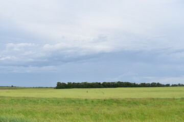 Sticker - Wheat Field