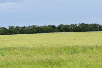 Wall Mural - Wheat Field