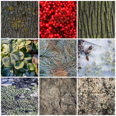 Wall Mural - Set of natural textures. Nature objects close-up: trunks and bark of trees, foliage of plants, surface of stones, grass and berries, lichen, hoarfrost and snow. Backgrounds collection for design.