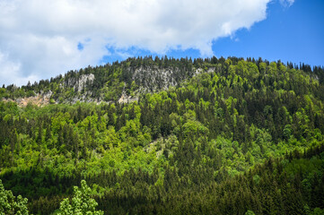 Fresh green forest in mountains in spring. Woodland. Deciduous trees.