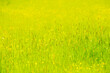 yellow grass background