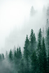 Obraz na płótnie chiny las mgła zielony rozmycie