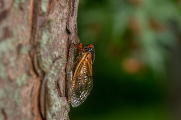 Poster - Adult Brood X cicada