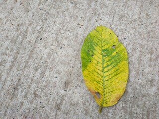 leaf on the ground