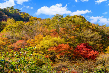 日本の秘境「五家荘・梅の木轟公園・樅木河合場線からの紅葉風景」標高1300～1700ｍ Japan's unexplored region 