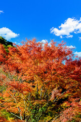 日本の秘境「五家荘・梅の木轟公園・樅木河合場線からの紅葉風景」標高1300～1700ｍ Japan's unexplored region 