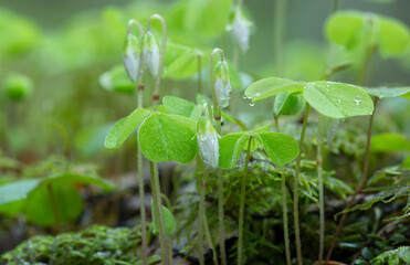 Wall Mural - Wood sorrel, Oxalis acetosella plants in springtime wet after rain