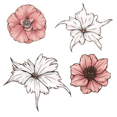 Wall Mural - Pastel colors summer florals, pink poppy, camelia, white drummonda star, garden botanica, wedding design elements