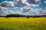 Fototapeta Kwiaty - Beautiful landscape with field of yellow canola (Brassica napus L.) and cloudy blue sky