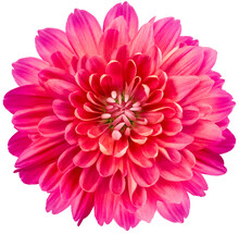 Flower  Pink Chrysanthemum . Flower Isolated On A White Background. No Shadows With Clipping Path. Close-up. Nature.