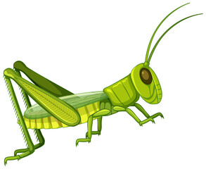 Sticker - Grasshopper body close up isolated on white background