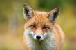 Beautiful portrait of red fox, vulpes vulpes, having eye contact with camera with autumn colours. Detail of animal head in horizontal composition. Orange fluffy canine close up with blurred background
