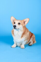 Wall Mural - Welsh corgi Pembroke in blue background