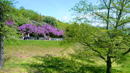 Sticker - Panorama of the lilacs garden of Kyiv Botanical Garden, Ukraine