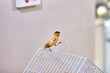 little yellow canary bird standing on cage looking in camera