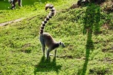 Ring-tailed Lemur Walking On Green Grass At A Zoo