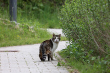 The Domestic Cat On The Street Looked Back