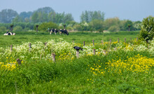 Rural Landscape With Wild Flowers And Grazing Cows In The Netherlands
