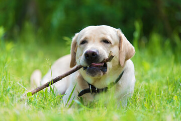 Wall Mural - Labrador retriever dog, play with a stick on the fresh grass