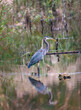 Great Blue Heron standing in a Chesapeake Bay marsh during Spring