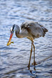 Great Blue Heron in a Chesapeake Bay pond with a fish in its beak
