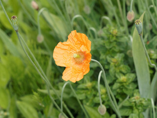 Poster - Papaver rupifragum var. atlanticum | pavot d'Espagne | Pavot Marocain | Pavot de l'Atlas | Pavot du Maroc