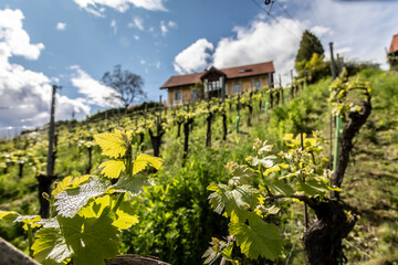 Wall Mural - springtime in vineyard in southern styria, austria