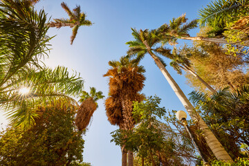 variety of plants from the Botanical Garden of Aswan Egypt