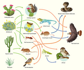 Wall Mural - Diagram showing animal food chain on white background