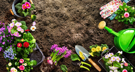 Canvas Print - Planting spring flowers in the garden