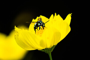 Bee with yellow tulip on black background