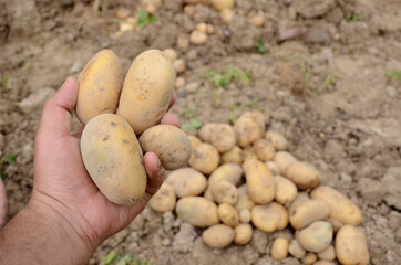 Canvas Print - Farmer hand with freshly harvested potatoes