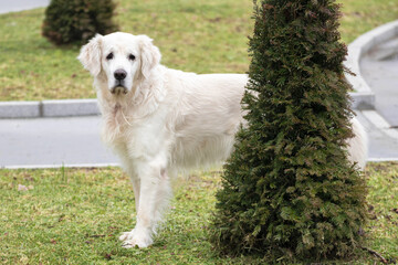 Selective focus shot of a beautiful golden retriever on green grass