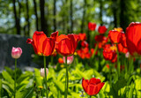 Fototapeta Tulipany - A flower bed of bright blooming tulips in the park