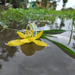 yellow lily